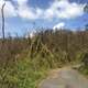 Downed trees line route 186 in El Yunque National Forest. Image: Omar Gutiérrez del Arroyo Santiago